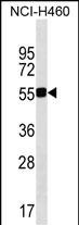 QRSL1 Antibody in Western Blot (WB)