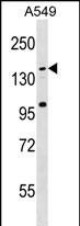 CCDC144C Antibody in Western Blot (WB)
