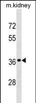 DRG2 Antibody in Western Blot (WB)
