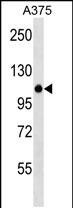 ZNF729 Antibody in Western Blot (WB)