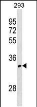 OR52I1 Antibody in Western Blot (WB)