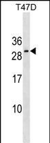 RNF223 Antibody in Western Blot (WB)