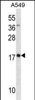 MYL4 Antibody in Western Blot (WB)