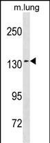 SEC31A Antibody in Western Blot (WB)