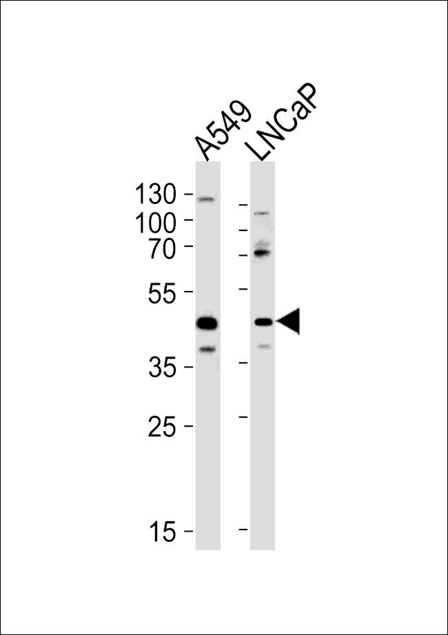 GGN Antibody in Western Blot (WB)