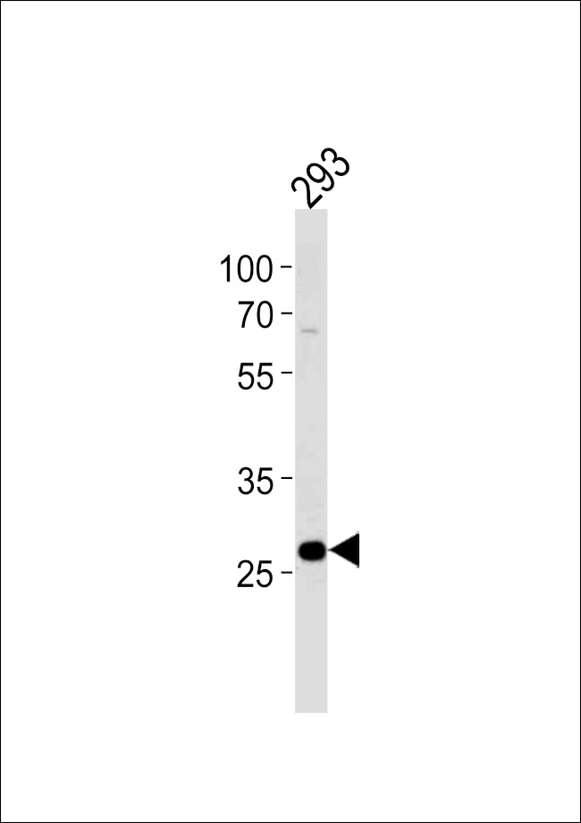 PRB4 Antibody in Western Blot (WB)
