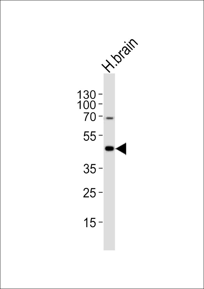 HTR1A Antibody in Western Blot (WB)