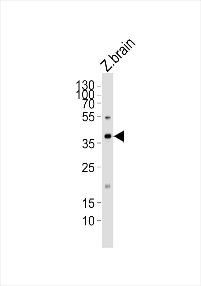 MAB21L2 Antibody in Western Blot (WB)