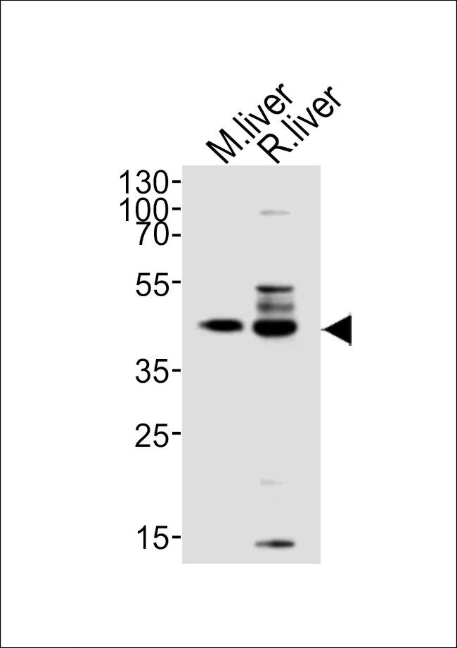 TRAPPC13 Antibody in Western Blot (WB)