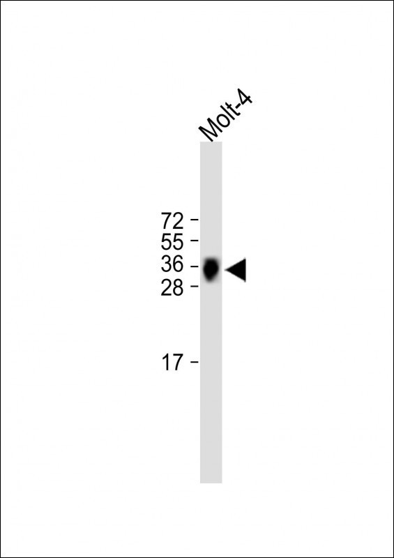 TRBC1 Antibody in Western Blot (WB)