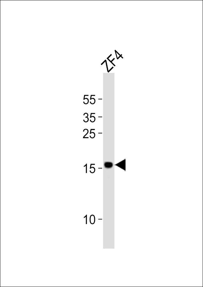 FUNDC1 Antibody in Western Blot (WB)