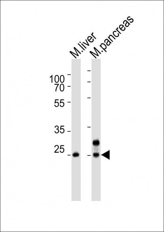 Noto Antibody in Western Blot (WB)