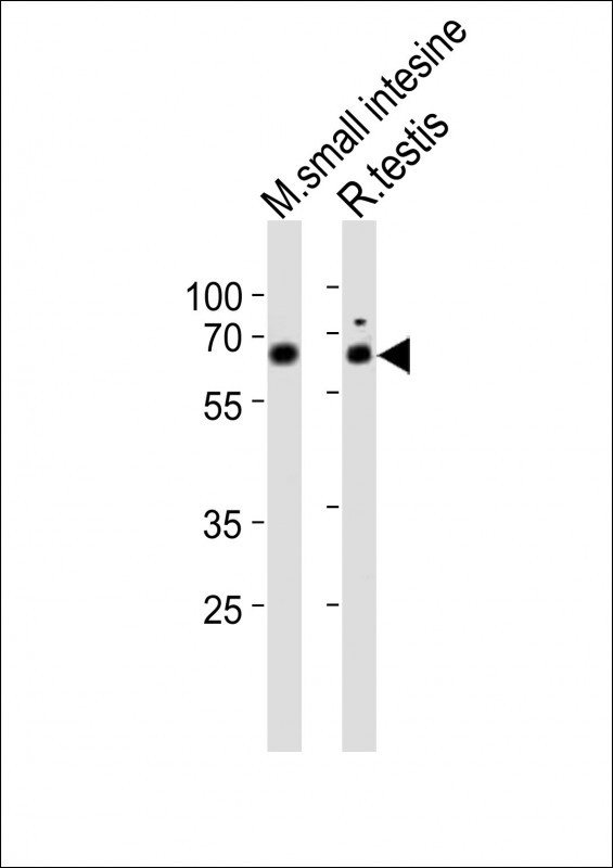 NR5A2 Antibody in Western Blot (WB)
