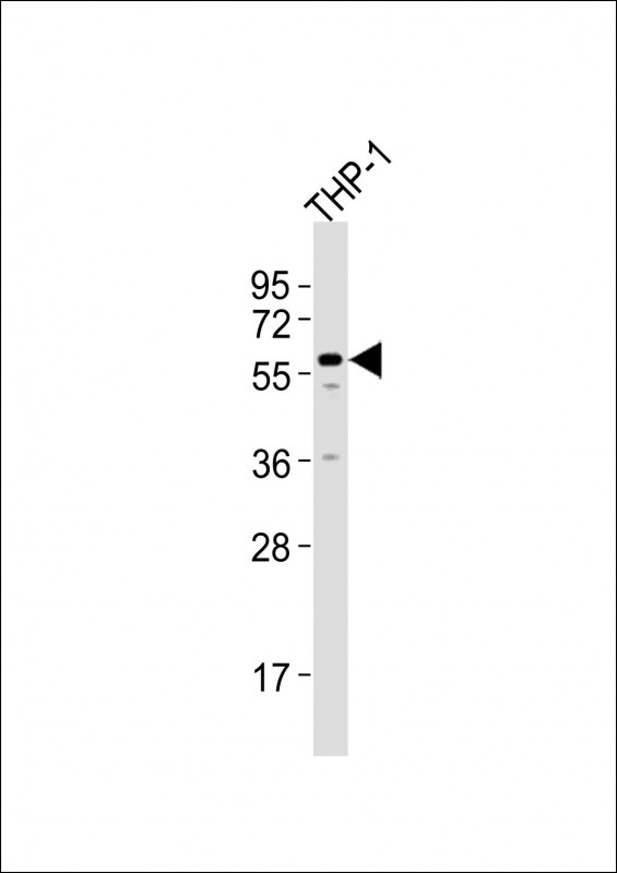 ZNF92 Antibody in Western Blot (WB)