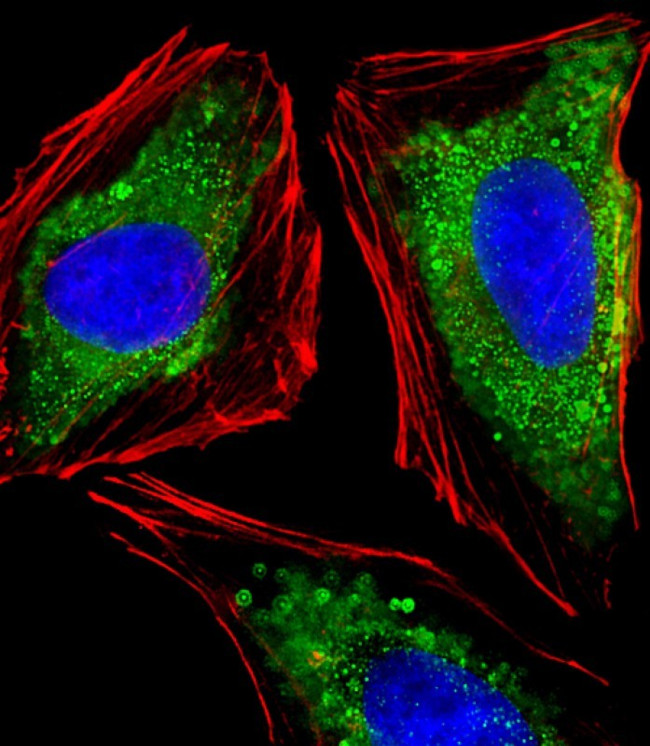 ITGA7 Antibody in Immunocytochemistry (ICC/IF)