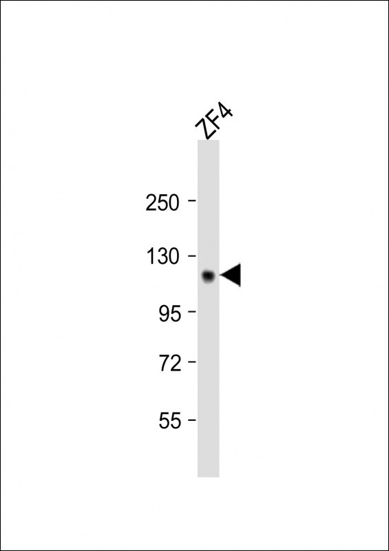 STIL Antibody in Western Blot (WB)