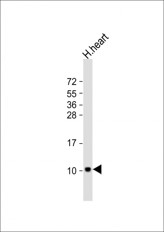 ATP5EP2 Antibody in Western Blot (WB)
