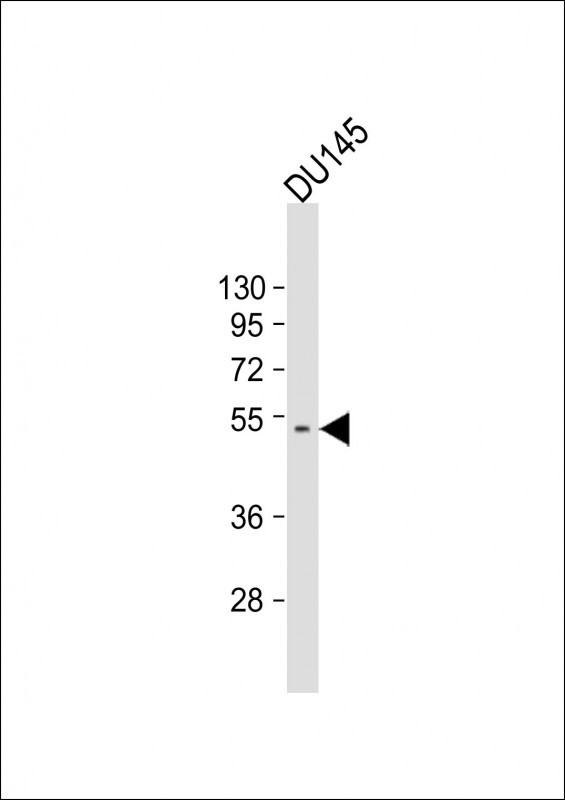 CRIPAK Antibody in Western Blot (WB)