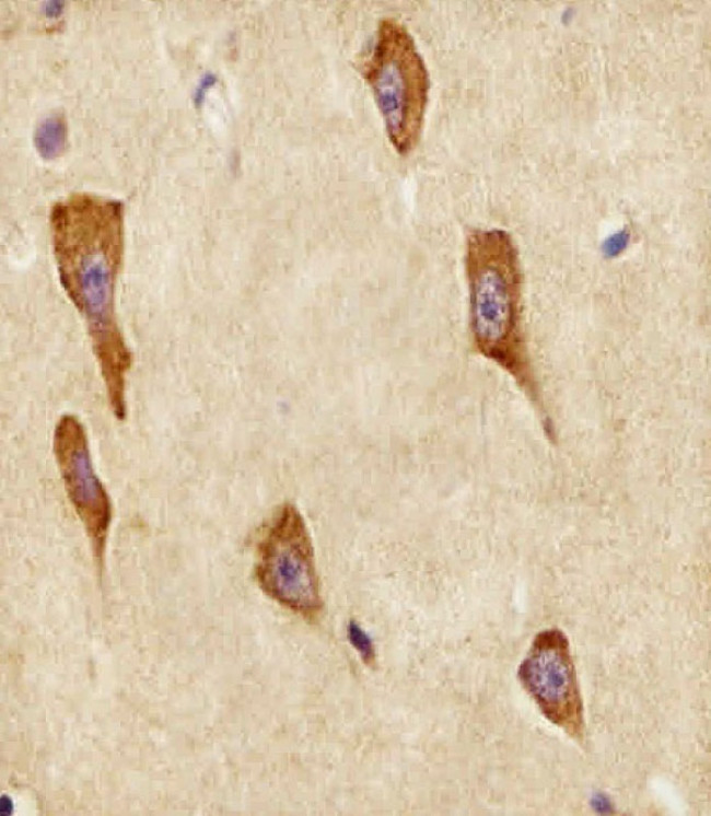 Gng12 Antibody in Immunohistochemistry (Paraffin) (IHC (P))