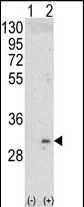ITM2A Antibody in Western Blot (WB)