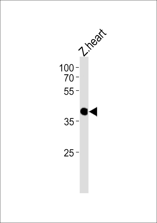 CCDC89 Antibody in Western Blot (WB)