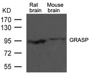 GRASP1 Antibody in Western Blot (WB)