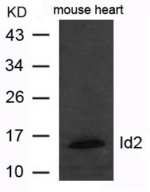 ID2 Antibody in Western Blot (WB)