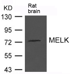 MELK Antibody in Western Blot (WB)