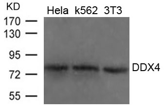 DDX4 Antibody in Western Blot (WB)