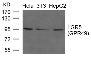 LGR5 Antibody in Western Blot (WB)