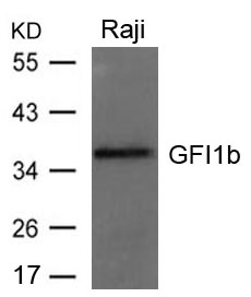 GFI1B Antibody in Western Blot (WB)