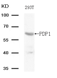 PDP1 Antibody in Western Blot (WB)