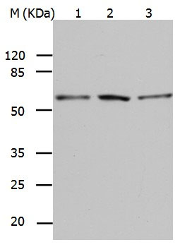 BAG5 Antibody in Western Blot (WB)