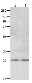 CLEC1A Antibody in Western Blot (WB)