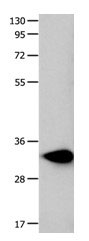 FOXS1 Antibody in Western Blot (WB)