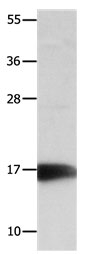 NME3 Antibody in Western Blot (WB)