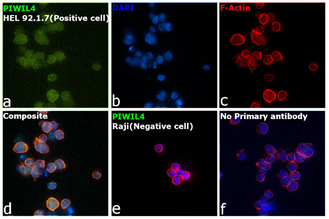 PIWIL4 Antibody in Immunocytochemistry (ICC/IF)
