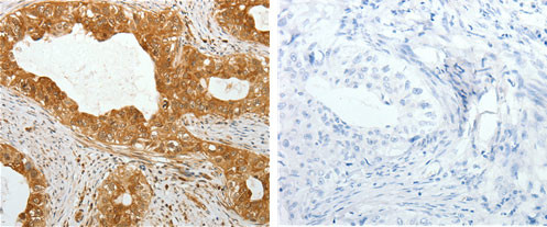 TEKT1 Antibody in Immunohistochemistry (Paraffin) (IHC (P))