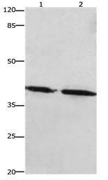 PTGER1 Antibody in Western Blot (WB)