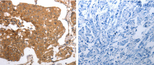 MMP27 Antibody in Immunohistochemistry (Paraffin) (IHC (P))