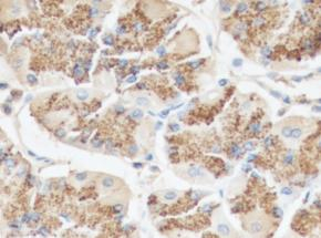 PGA3 Antibody in Immunohistochemistry (Paraffin) (IHC (P))