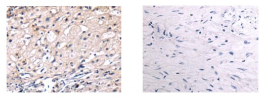 SPAG4 Antibody in Immunohistochemistry (Paraffin) (IHC (P))