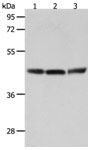 RXFP4 Antibody in Western Blot (WB)