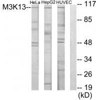 LZK Antibody in Western Blot (WB)