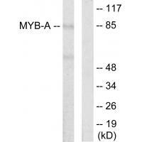 v-Myb Antibody in Western Blot (WB)