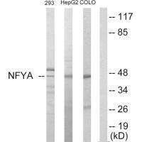 NFYA Antibody in Western Blot (WB)
