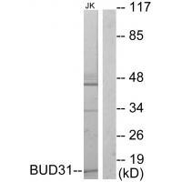 BUD31 Antibody in Western Blot (WB)