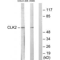 CLK2 Antibody in Western Blot (WB)