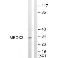 MEOX2 Antibody in Western Blot (WB)