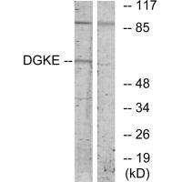 DGKE Antibody in Western Blot (WB)